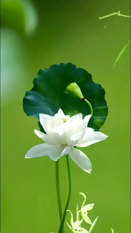 一花一世界一叶一菩提一念一清静洁如一朵莲治愈荷花