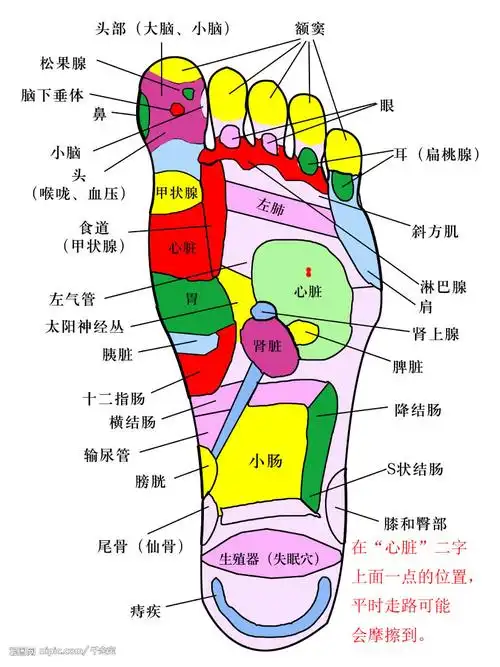 想点脚上的两颗痣(内附图),看过了网上关于脚上痣的不同说法.