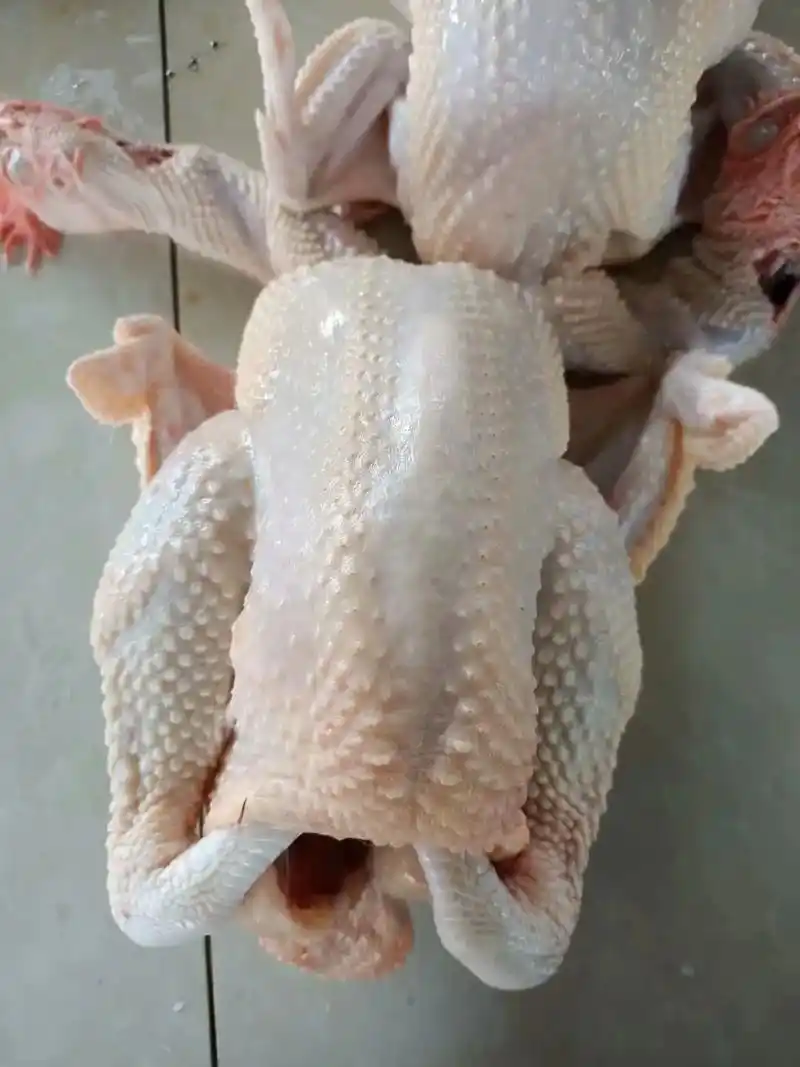 清远土鸡,皮脆,肉稚好,口感好丶全手工杀鸡,免费送货上门,有 - 抖音