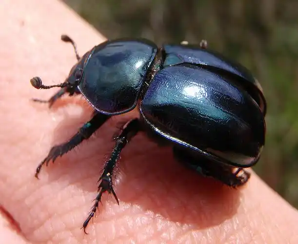 dung beetle