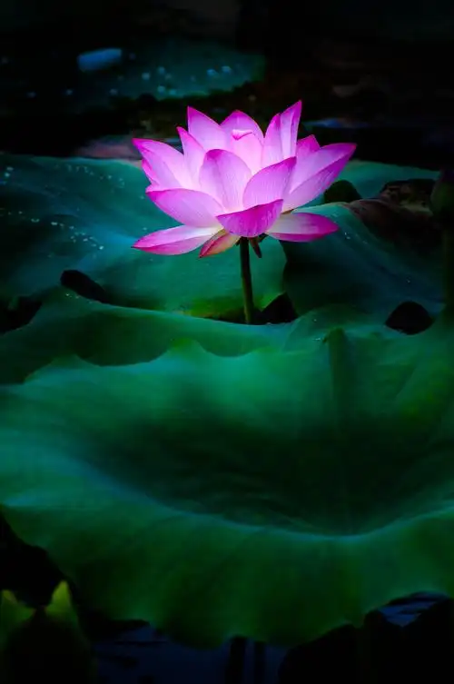 莲出淤泥而不染 花开无声暗香远(荷花系列之三)