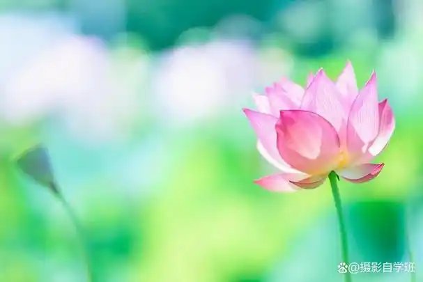 以下是4个摄影技巧,已经被编成4句摄影口诀,可以让你的荷花照片更加