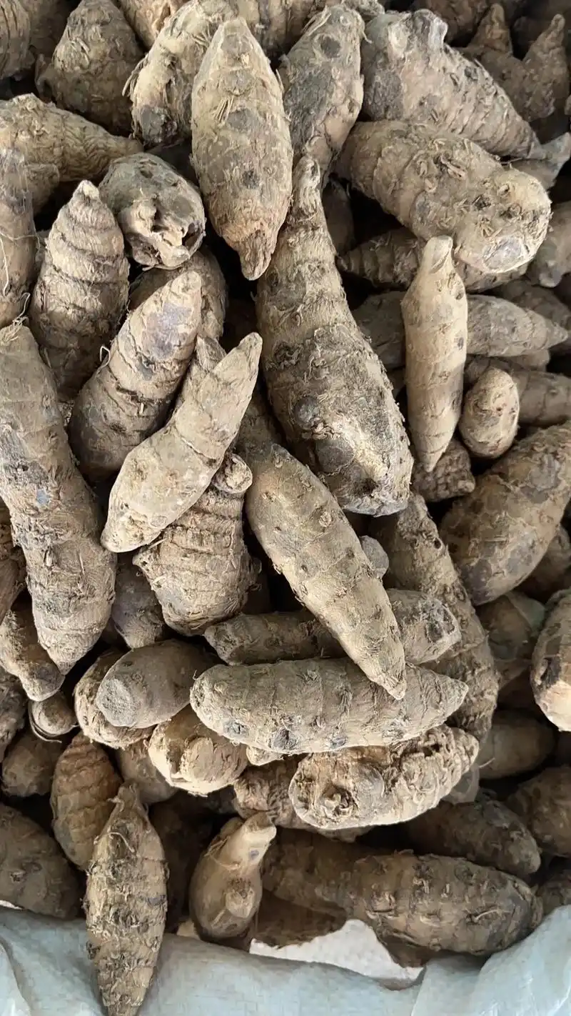 飞猪小王子上线.#入驻抖音#中药材 #莪术 #2020药典  - 抖音