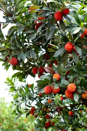 【摘杨梅摄影图片】生态摄影_太平洋电脑网摄影部落