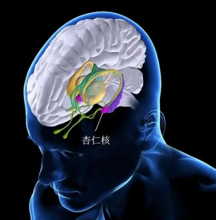 杏仁核(3)杏仁核与其它皮质下中枢一样,也是植物神