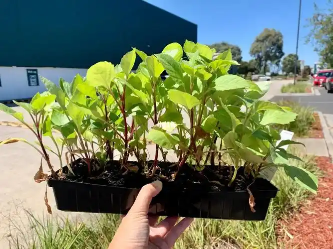 5刀30棵大丽花苗啊