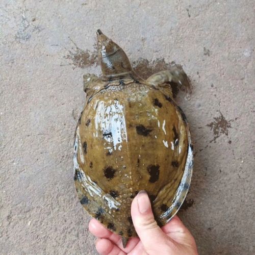 正宗纯野生甲鱼活体老鳖团鱼水鱼脚鱼鲜活食用童子鳖黑花鳖王八鱼