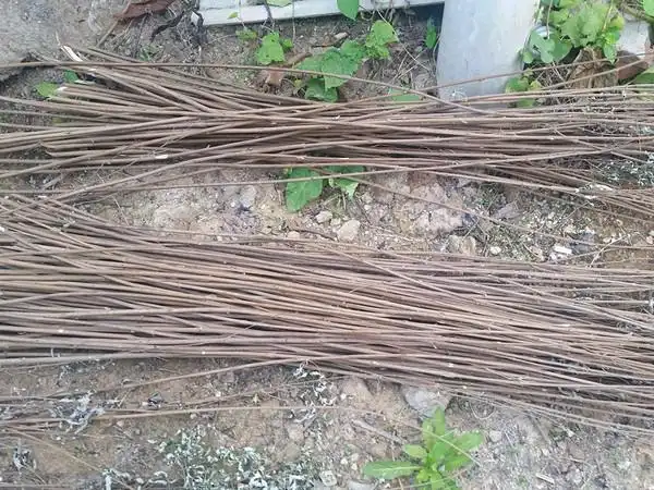 用山上捡来的 荆条,在编筐,我摸摸荆条很硬