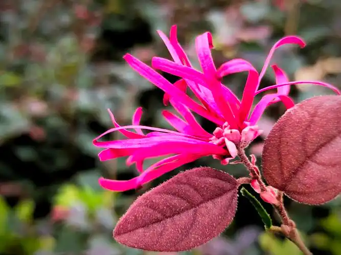 红花檵木*10【首发】