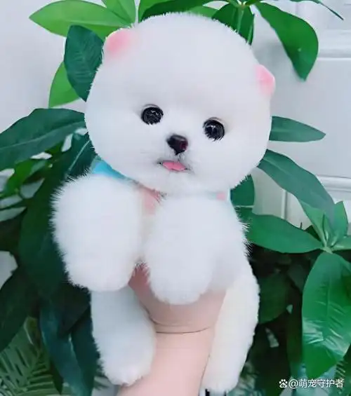 八种迷你小巧的茶杯犬,放在包里就可以出门,有你喜欢的吗?