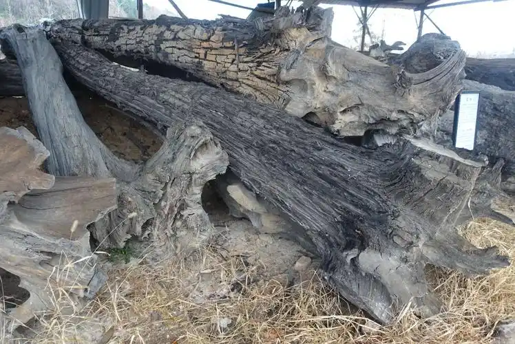 见识金丝楠木阴沉木