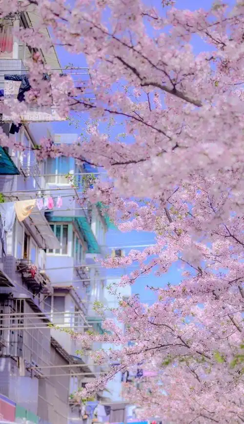 关于樱花的唯美短句(关于樱花的唯美短句英文) - 123植物网