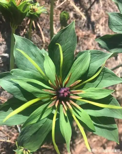 重楼叶,花,种子的特性