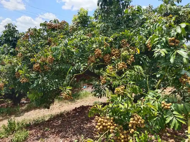 石硖龙眼  不敢说最靓但是敢说包靓 1000斤到5000  来果园装的4块5毛