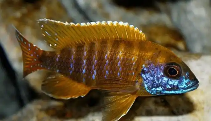 每日一鱼 | "马拉金"三湖慈鲷:呈现多地域性