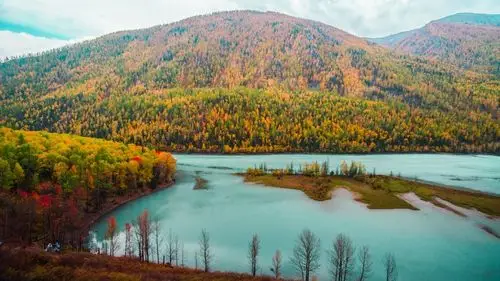 新疆喀纳斯的秋