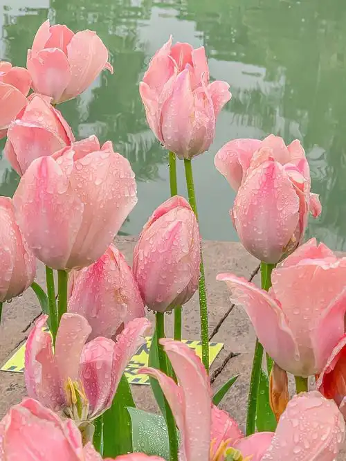 郁金香是春天的浪漫壁纸