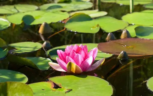 粉红色的睡莲,荷花,池塘,水,树叶 壁纸