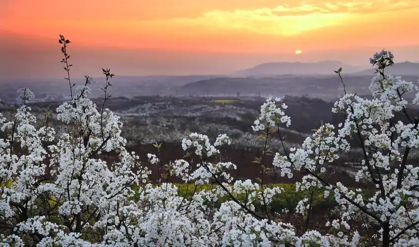 跟着诗词去赏花陕西春季赏花攻略来了