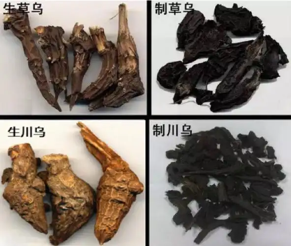 进补养生谨防乌头碱类药物中毒