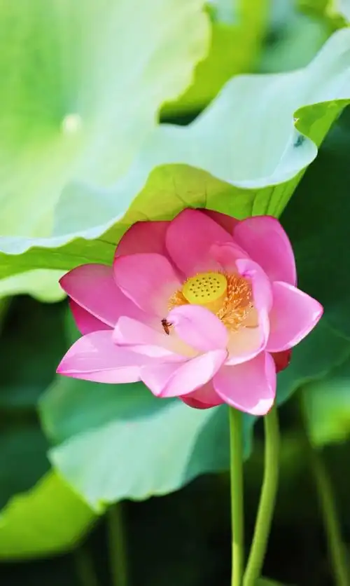 什邡这里的的荷花已绽放!期待"荷"你相遇