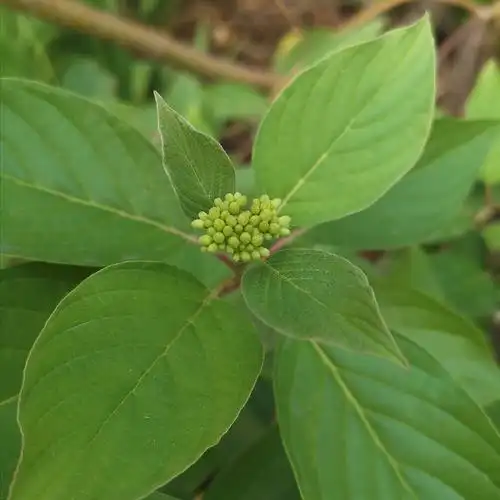 车前子十大功效 ,车前子十大功效韩阳