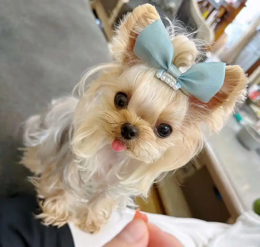 约克夏的逆袭之路  开肓盒式的体 - 抖音