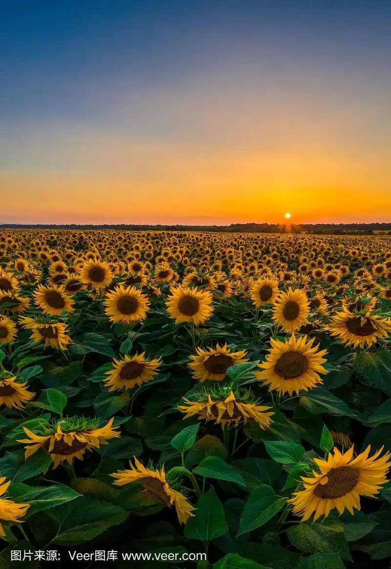 乌克兰,全景,田地,向日葵,黑色