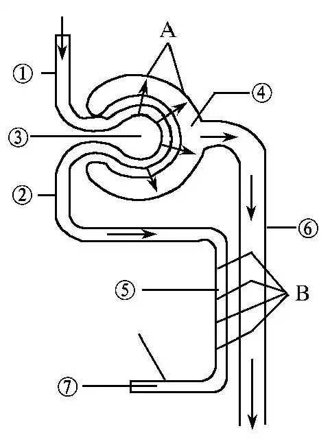 (7分)下面左图是一个肾单位结构模式图,右表是一个健康人的血浆,原尿