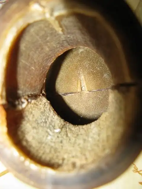 犀牛角的鉴别方法,你知道吗?