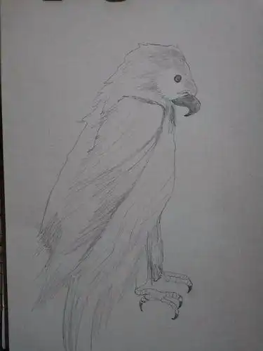 素描鹦鹉简笔画大图