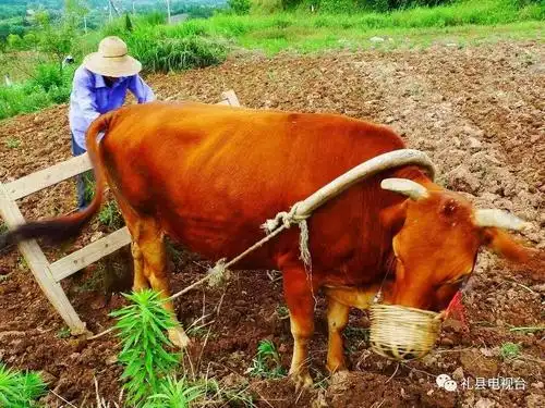 微电台兰仓诗歌老黄牛写给幼子的诗