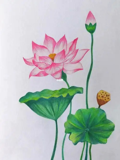 彩铅临摹彩铅荷花