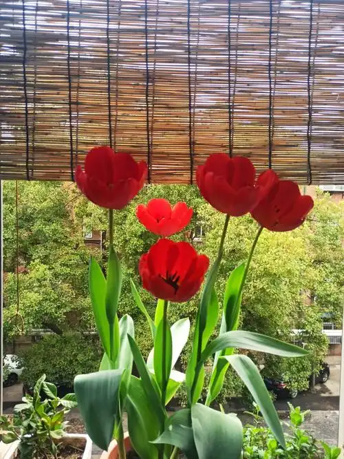 虽然没对版,但它努力开花给我看的样子最美