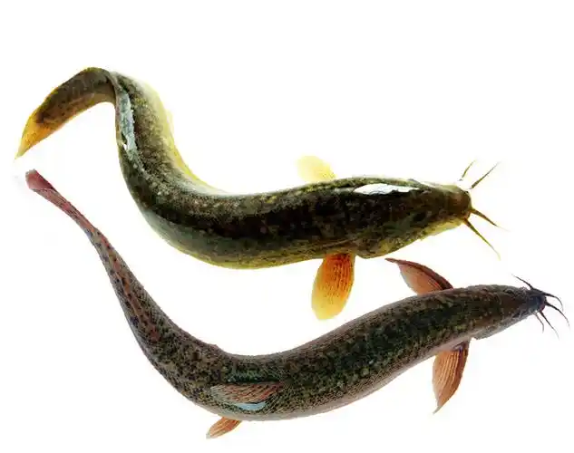 内蒙古泥鳅鱼,东北泥鳅鱼