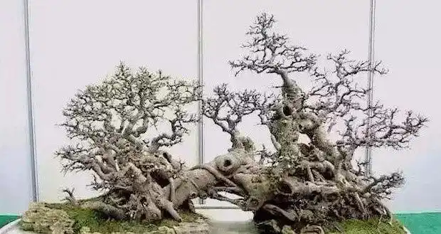 鬼斧神工赏盆景之二十过桥式盆景