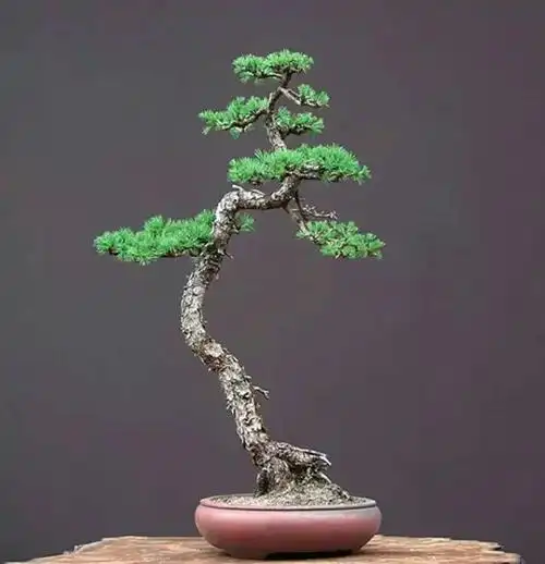 美丽盆景文人树