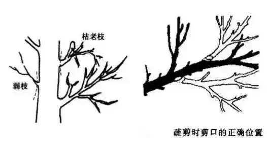 果树修剪果树修剪小技巧