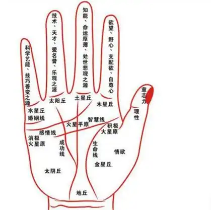 p>财运线又名 a href="#" data-lemmaid="2441078">水星线 /a>是出于