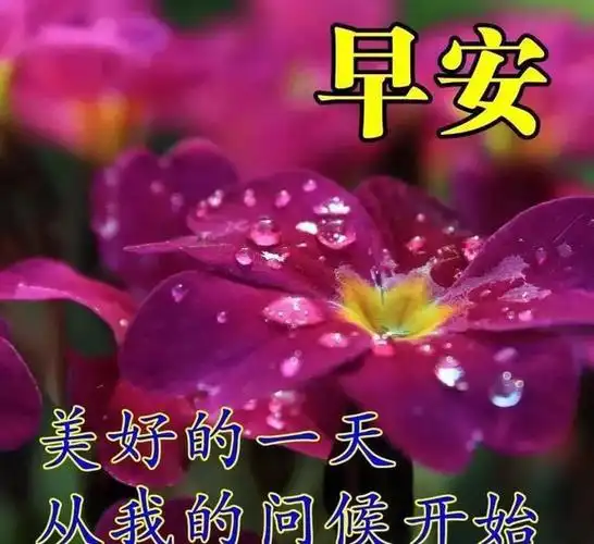最美的早上好暖心祝福问候语句很漂亮的早安祝福语图片带字温馨