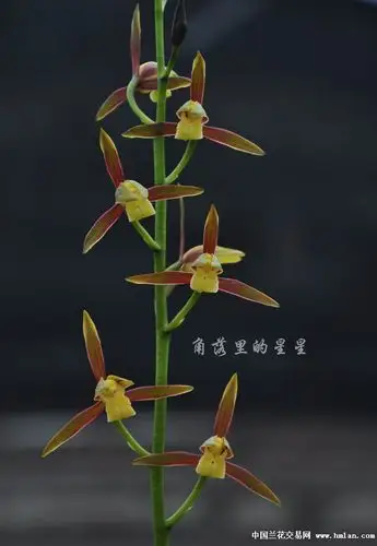 金玉良缘-墨兰篇-兰花交易网论坛