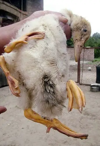 世界因核泄漏发生变异严重畸形的动物盘点图