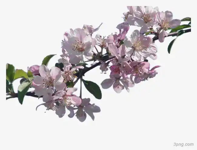 樱花png素材透明免抠图片-其他元素