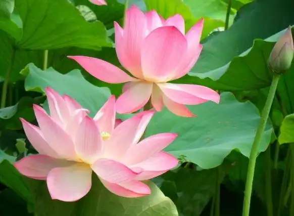 佛教中的4大吉祥花分别是什么花呢?-风水百科-风水八字同城网