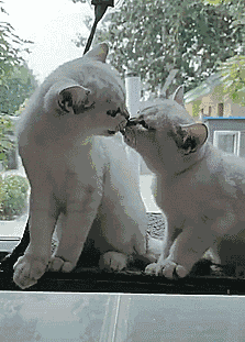 223_311gif 动态图 动图