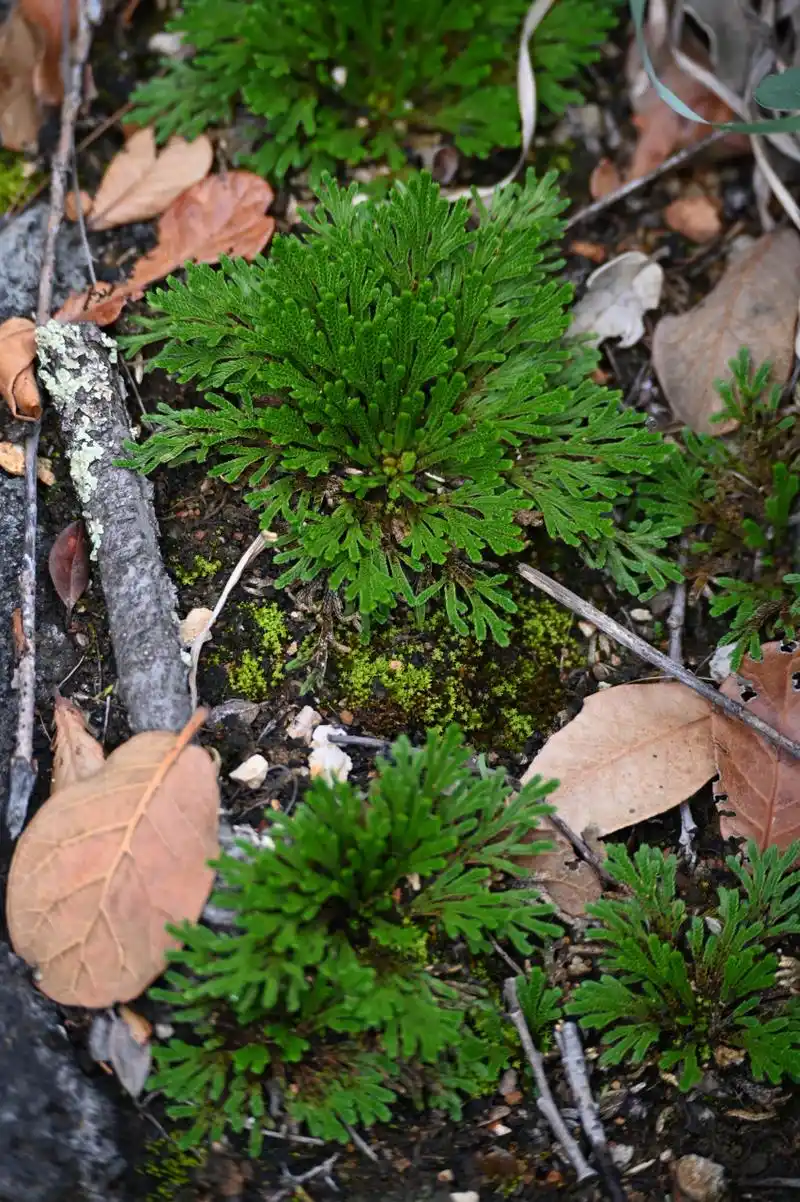 卷柏,也称九死还魂草,蕨类植物,非常漂亮,可入药,有喜欢的朋友可以