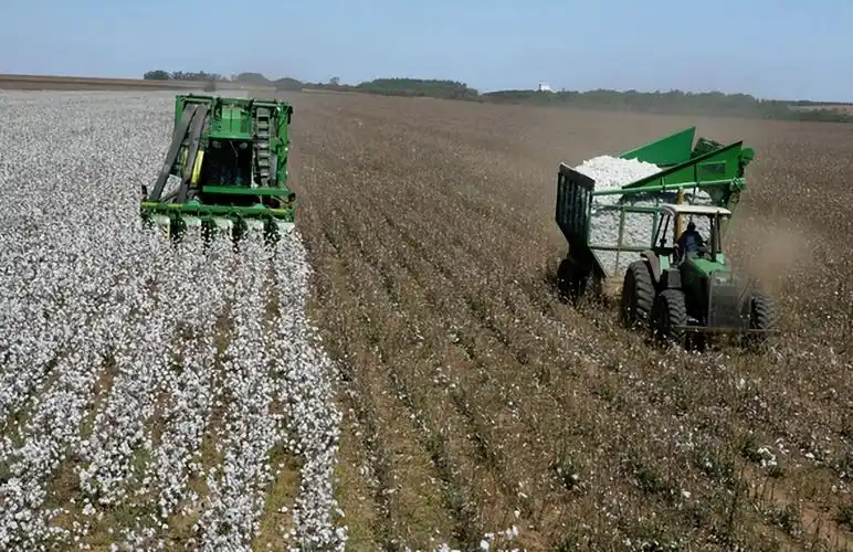 回顾我国每年进口近200万吨棉花却将新疆棉出口这是为何