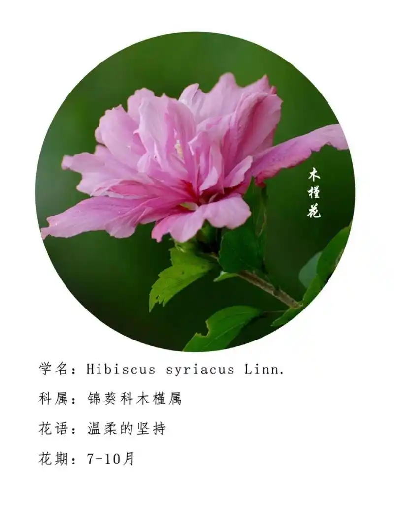 木槿花的花语是:温柔的坚持.