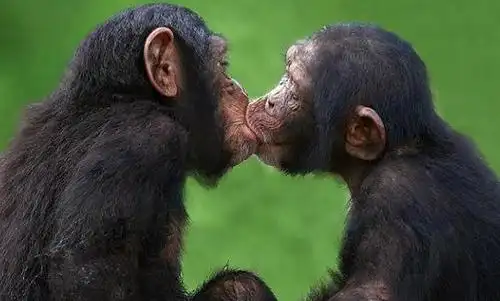 梦见和黑猩猩接吻