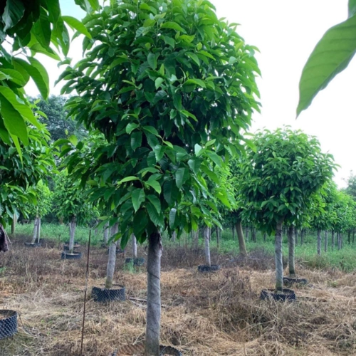 白玉兰白玉兰行道树公园绿化树